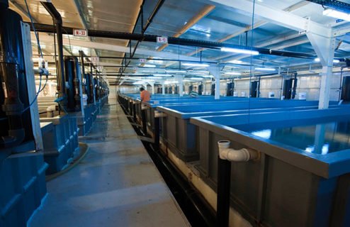 Hatcheries y Nurseries: ¿Lo que el viento se llevó…?
