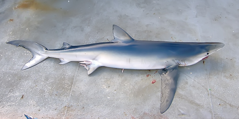 Paradojas sobre la conservación de los tiburones