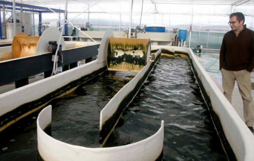 El cultivo de microalgas será una alternativa para frenar la sobrepesca