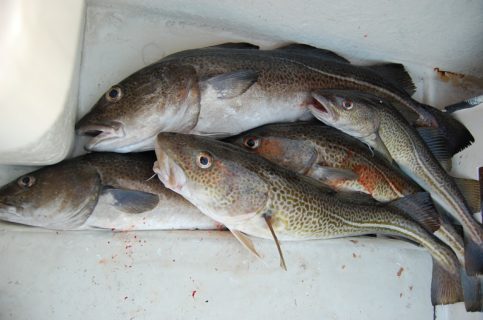 La Comisión Europea prohíbe pesca de bacalao en la mayor parte del Báltico oriental