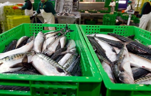 España modera el recorte de las capturas de merluza del sur y aumenta la cuota de jurel