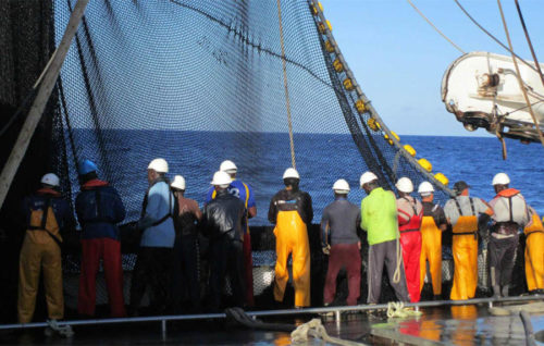 El atún genera un 20 % del valor de la pesca siendo España líder europeo en capturas e industria