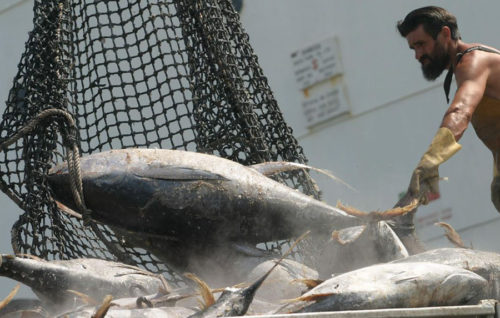 La UE baraja importar 810.000 toneladas  de pesca sin arancel