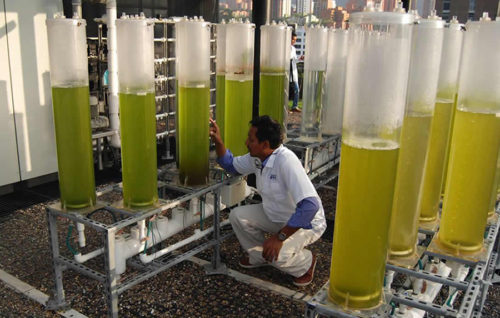 El futuro pasa por las microalgas. Para alimentos de consumo humano y de piensos para animales