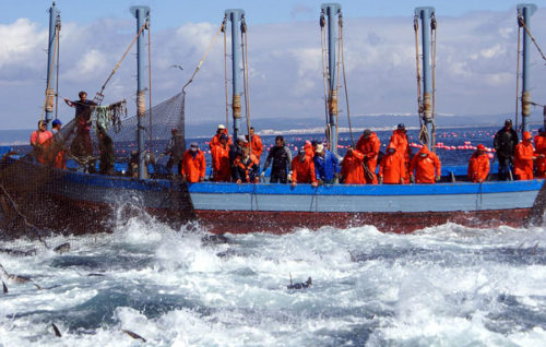 La EFCA coordinó una campaña específica de control del cerco y almadrabas de atún rojo