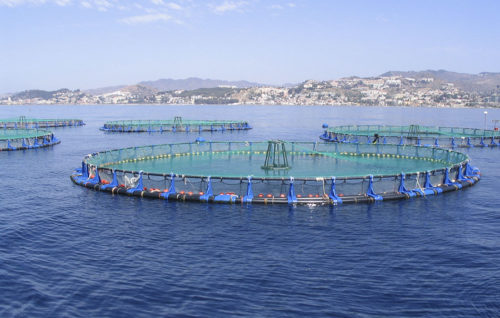 La acuicultura española facturó 510 millones en 2020