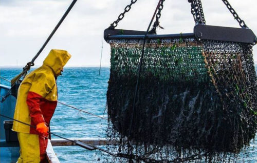 España asume el recorte para la merluza pero rechaza los ajustes en el Mediterráneo