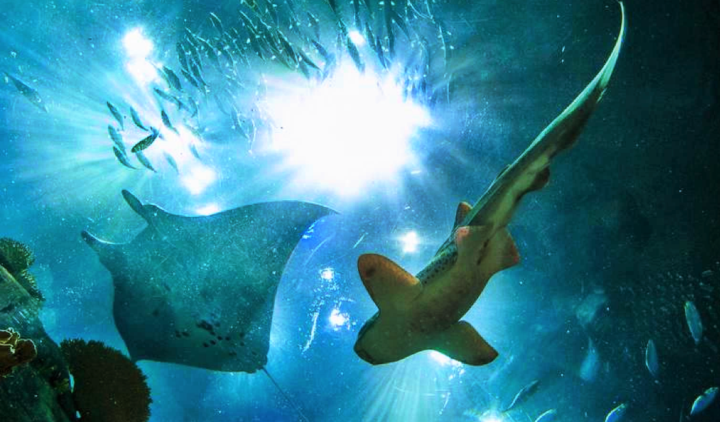 WWF celebra la protección “histórica” de tiburones y rayas - Ruta Pesquera