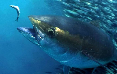 La UE propone medidas para mejorar la conservación del atún en el océano Índico