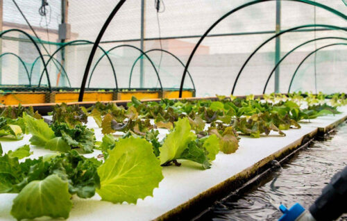La FAO premia un proyecto español que une acuicultura y cultivo agrícola en el Mediterráneo