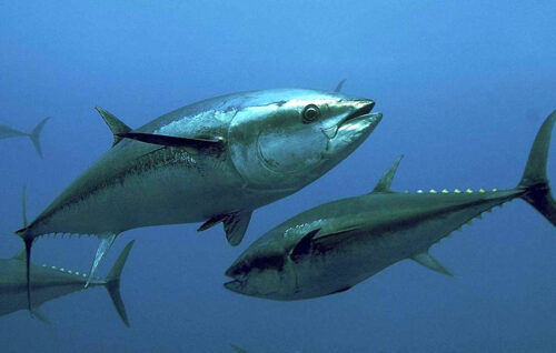 La temperatura del Mediterráneo podría reubicar la zona de cría de atún rojo al Cantábrico