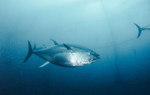 Juveniles de atún rojo cambian su dieta en el Mediterráneo ante el declive de sardinas y boquerones