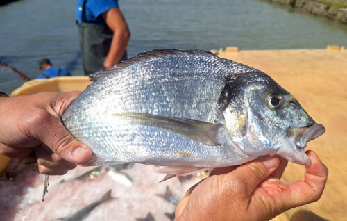 Andalucía impulsa la IGP ´Pescado de Esteros´ hacia el registro europeo