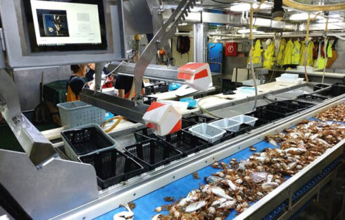 IIM-CSIC concluye los Proyectos PERIZIA y GELFISH: Con soluciones para el sector pesquero artesanal en Galicia