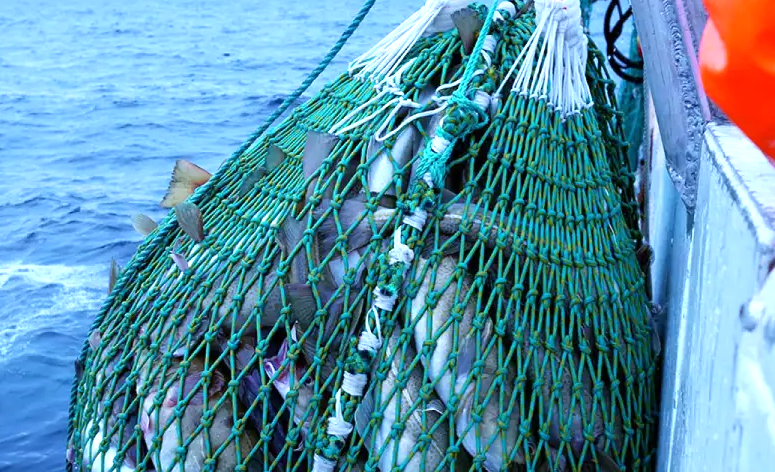 bacalao f