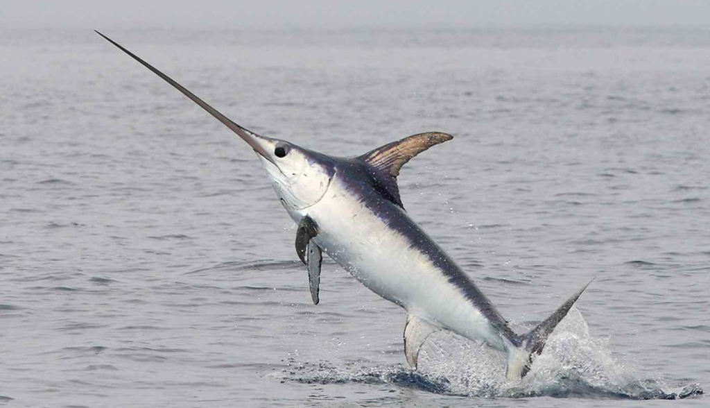 blue-shark-tintorera-tiburon-azul-5-3