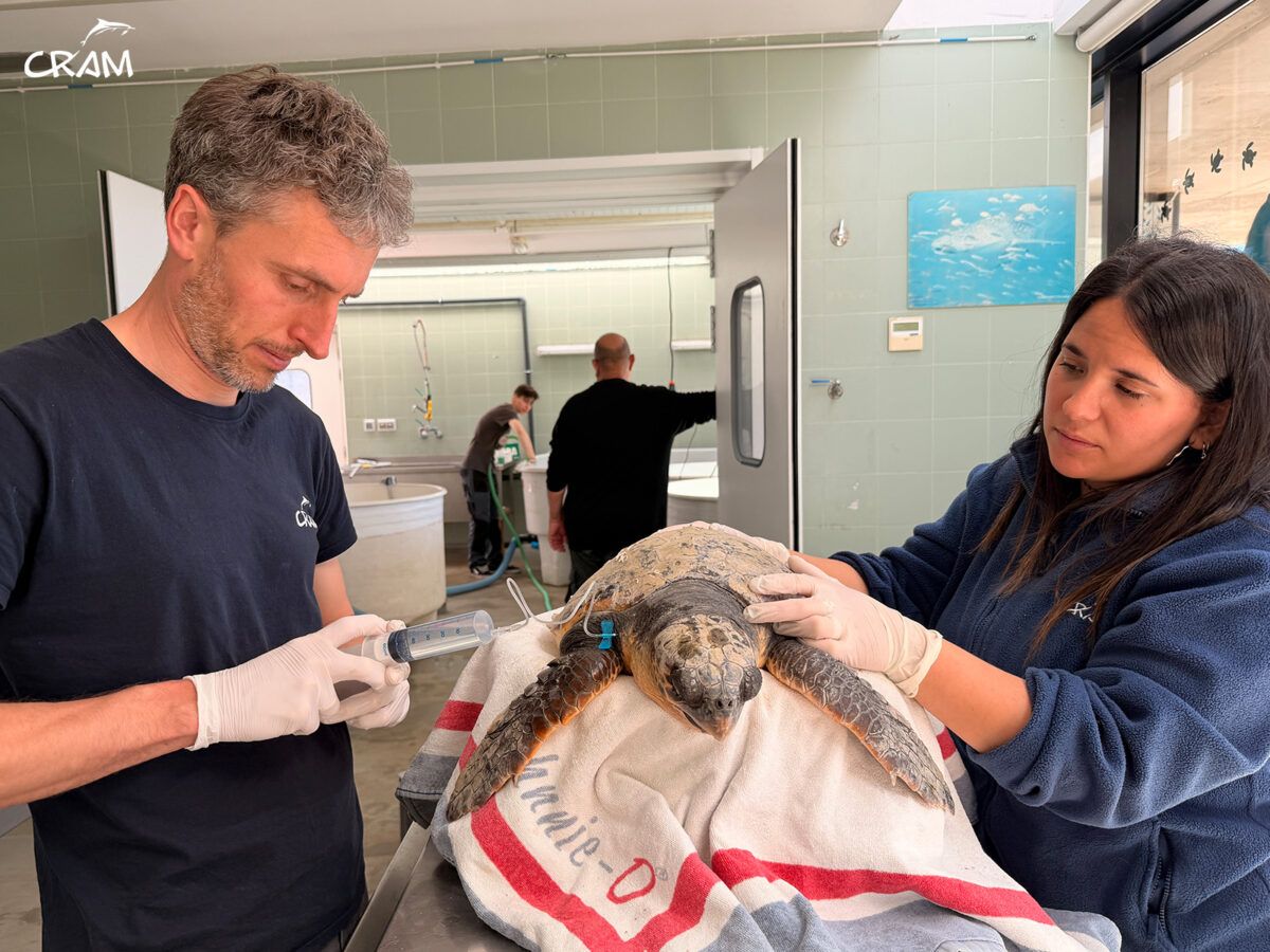 tortugas f