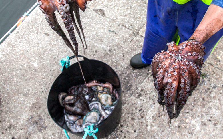 pulpo f